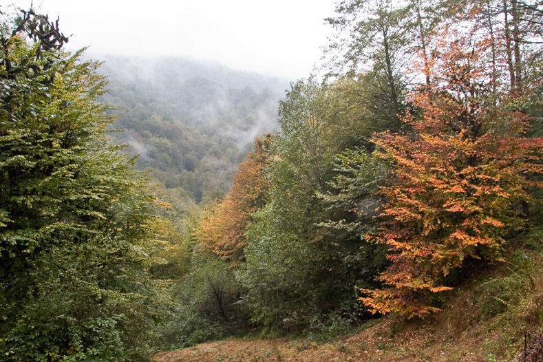 Autumn in north forests