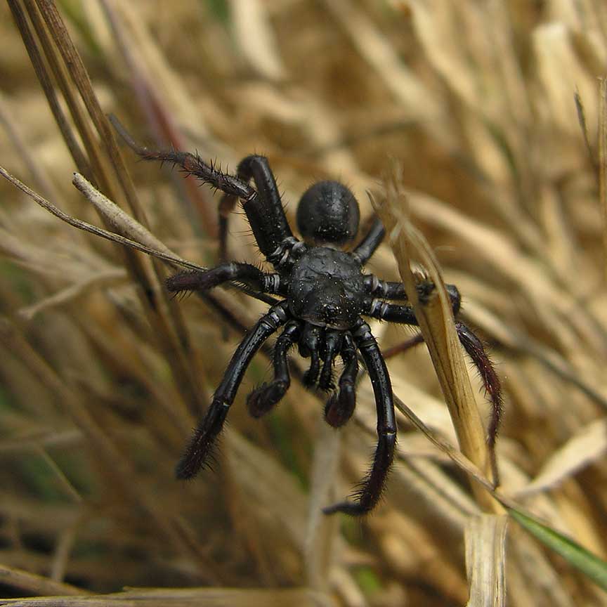 Antrodiaetus riversi -- Turret Spider
