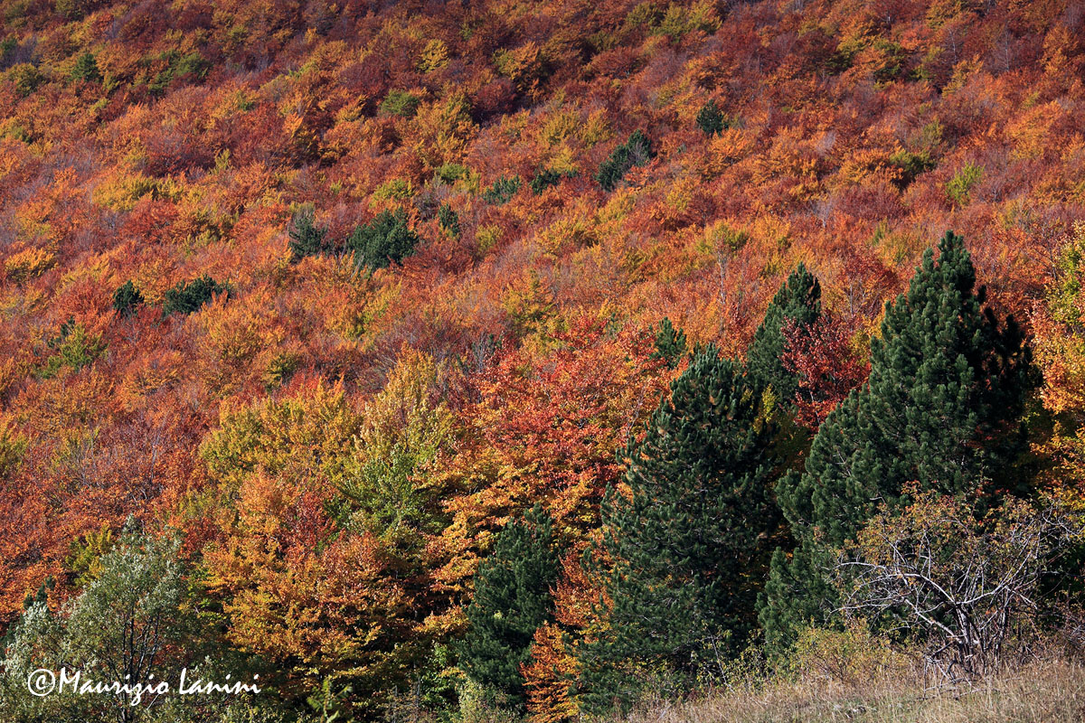 I colori dellautunno nel PNALM , Fall colors in the Abruzzo National Park