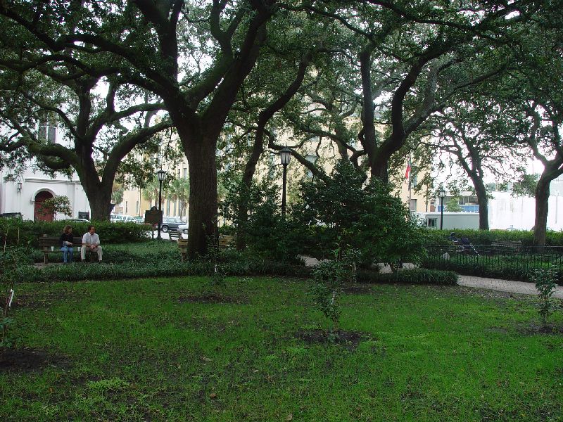 THE STATELY LIVE OAKS OF SAVANNAH