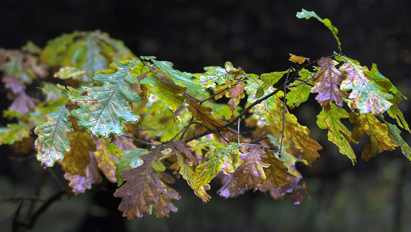 oaks leaves