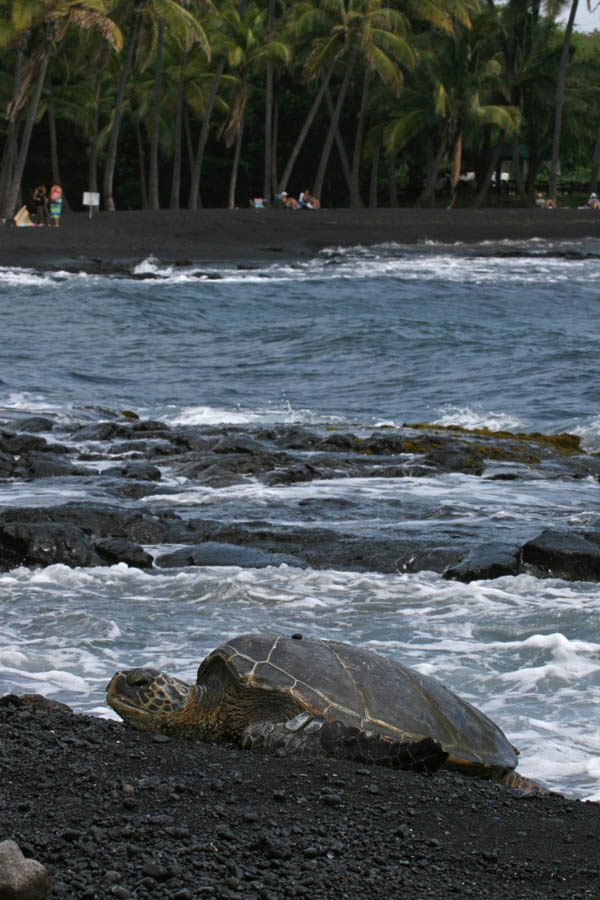 Sea Turtle on black sand beach