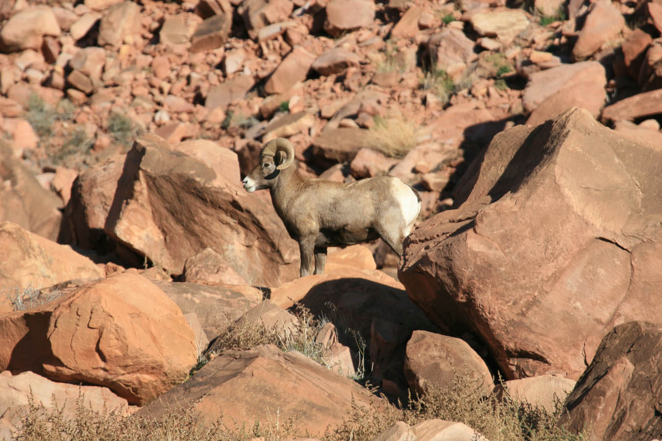 Desert Bighorn Sheep Ram