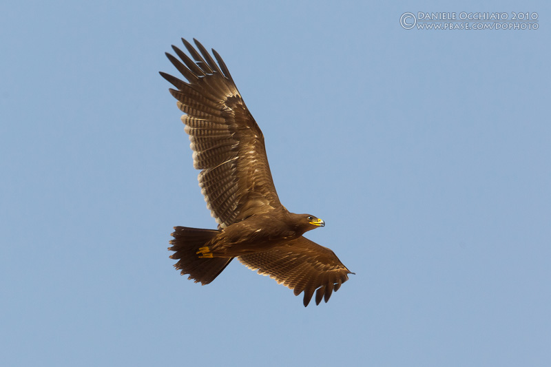 Lesser Spotted Eagle (Aquila pomarina)
