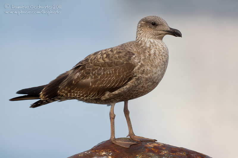 Yellow-legged Gull (Larus michahellis atlantis)