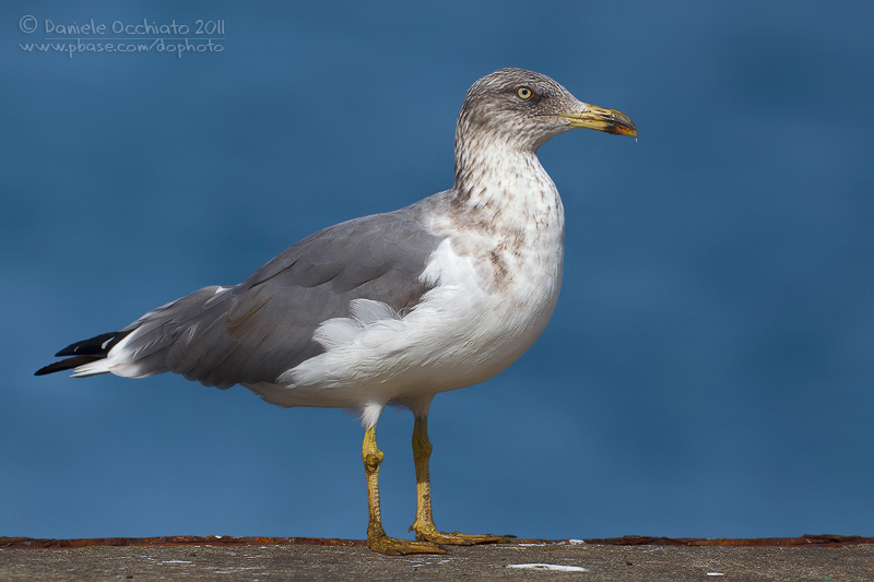 Yellow-legged Gull (Larus michahellis atlantis)