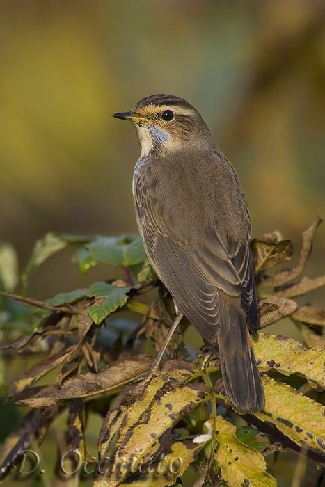 Bluethroat (Luscinia svecica)