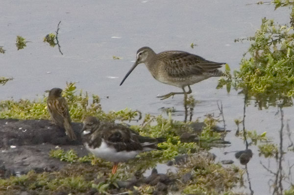 Long-billed Dowitcher (Limnodromus scolopaceus)