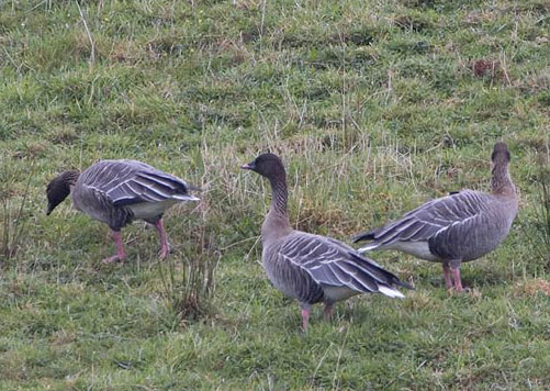 Pink-footed Goose (Anser brachyrynchus)