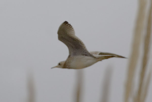 Upland Sandpiper (Bartramia longicauda)