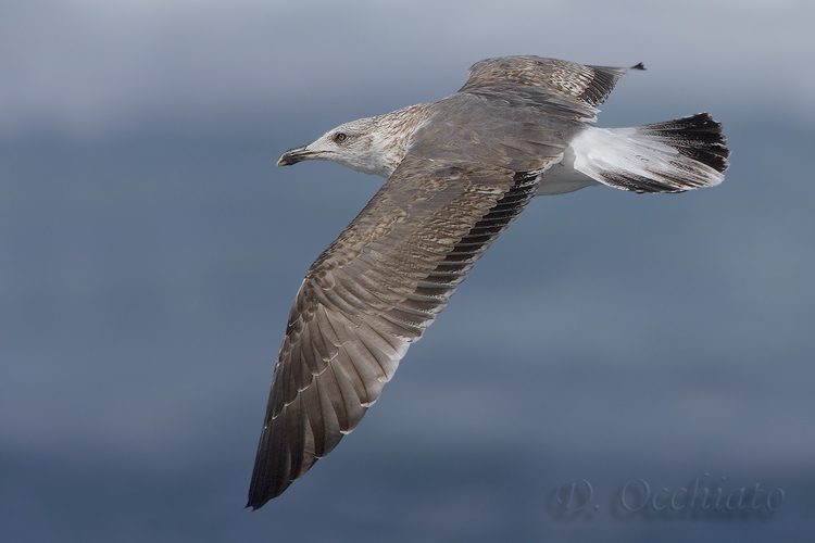 Azores Yellow-legged Gull (Larus michahellis atlantis)