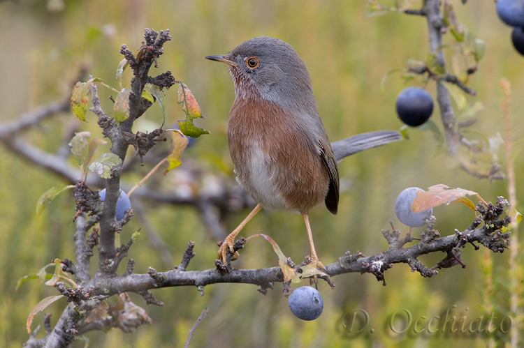 Dartford Warbler (Sylvia undata)