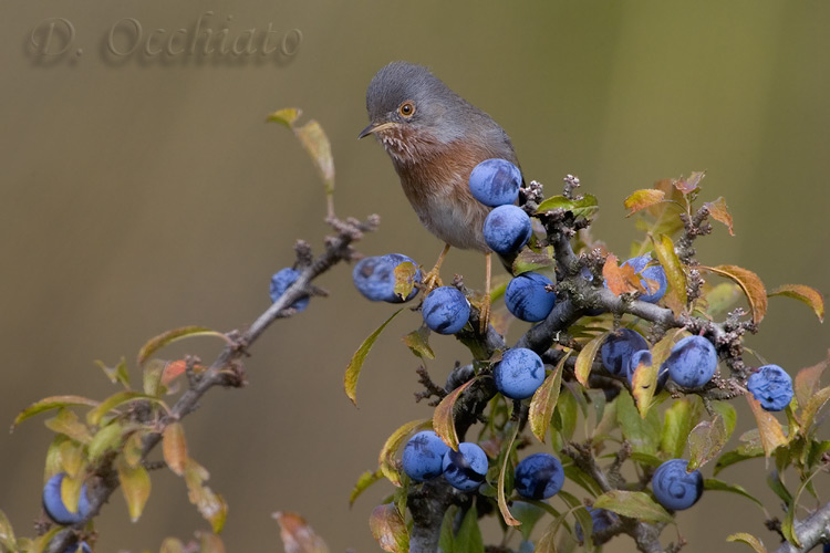 Dartford Warbler (Sylvia undata)