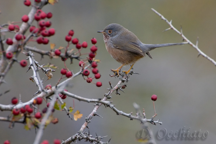 Dartford Warbler (Sylvia undata)