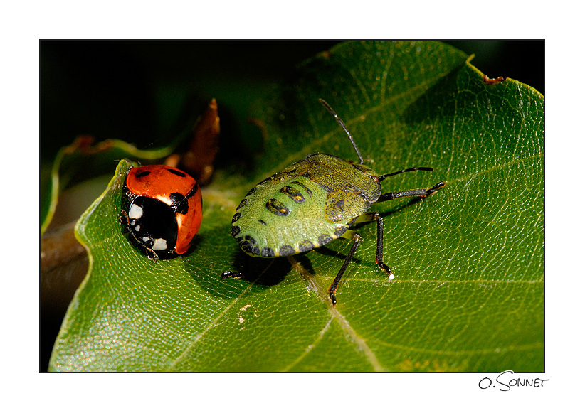 Coccinelle et punaise.jpg