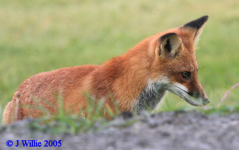 Red Fox