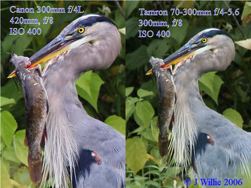 Canon EF 300mm f4L IS USM vs Tamron 70-300mm f/4-5.6 photo - Joe Willie ...