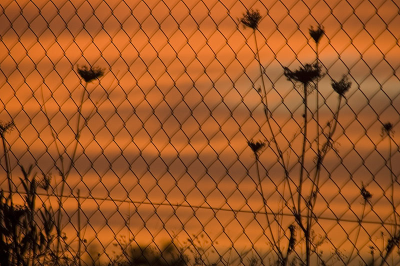 FENCE AND THORNS