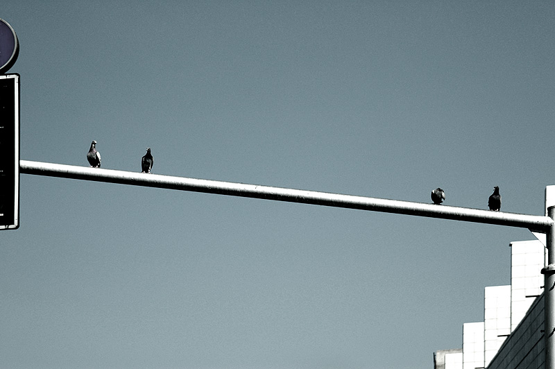 DOVES