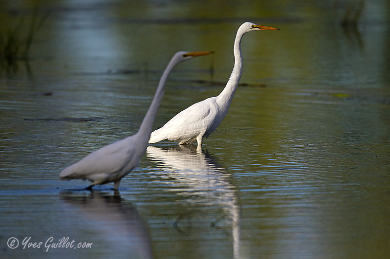 Grande aigrette #8777.jpg