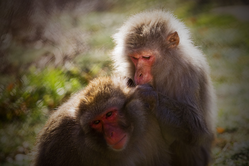 Snow Monkeys