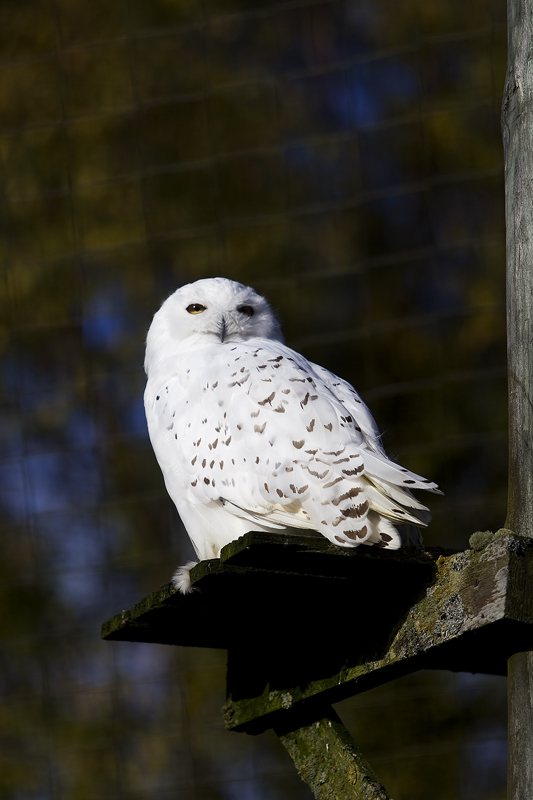 Snowy Owl