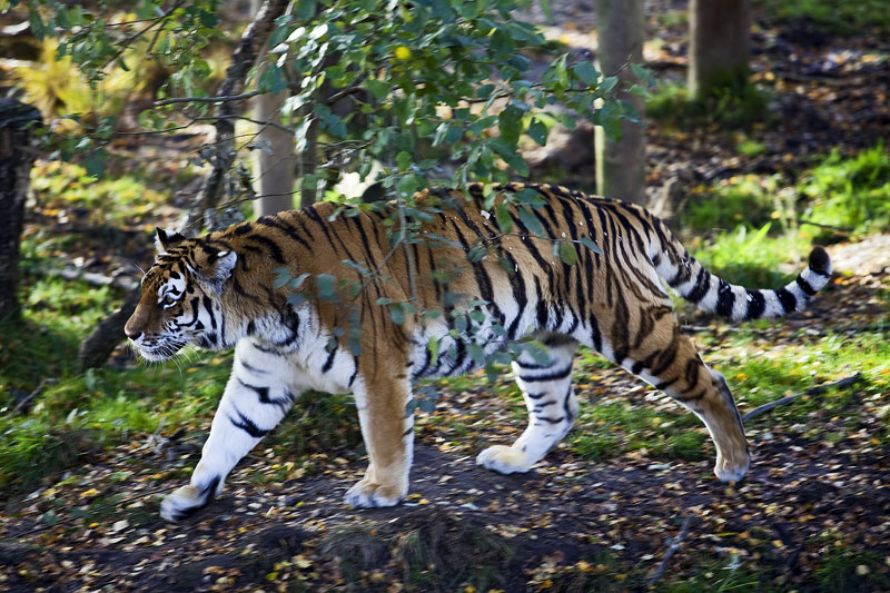 Amur Tiger