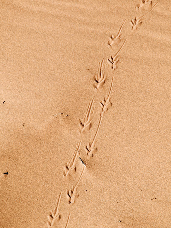 <B>Tracks</B> <BR>- Coral Pink Sand Dunes State Park, Utah