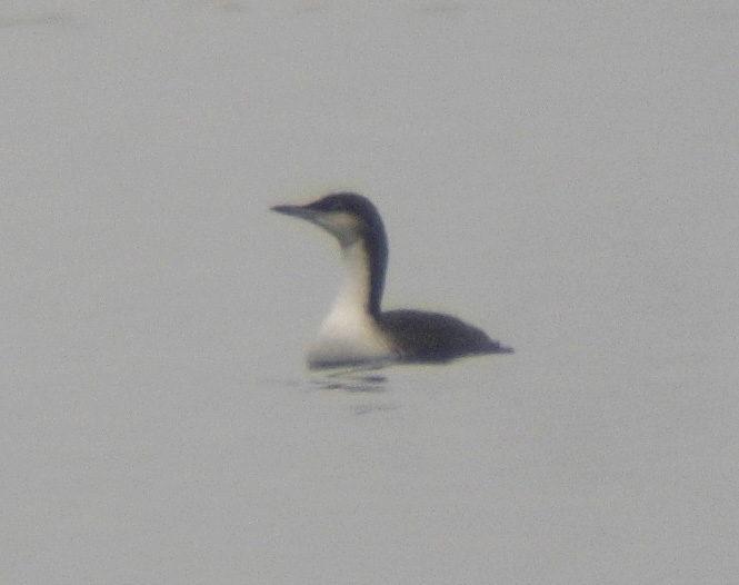 Pacific Loon 3434