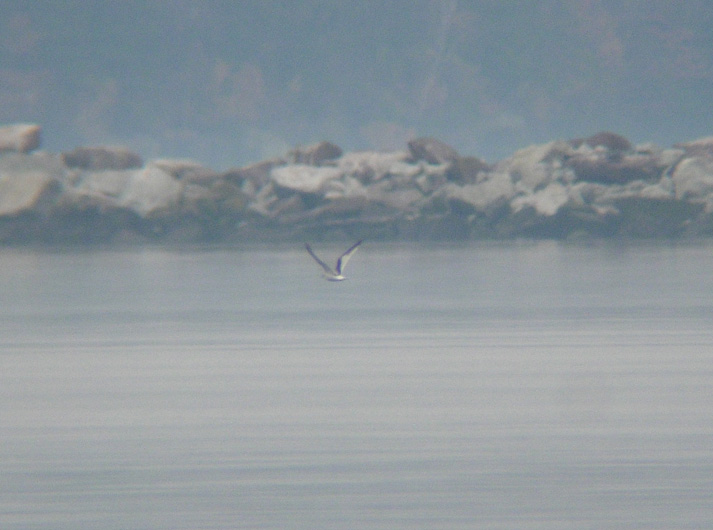 Little Gull (first-winter)