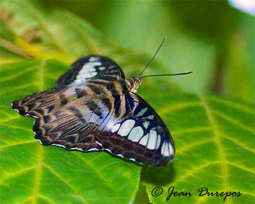 The  Blue Clipper