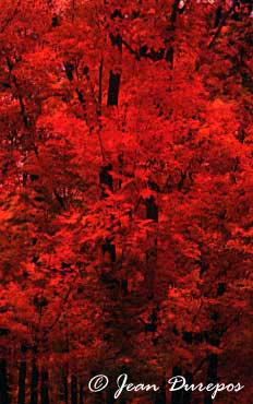 A splash of Red