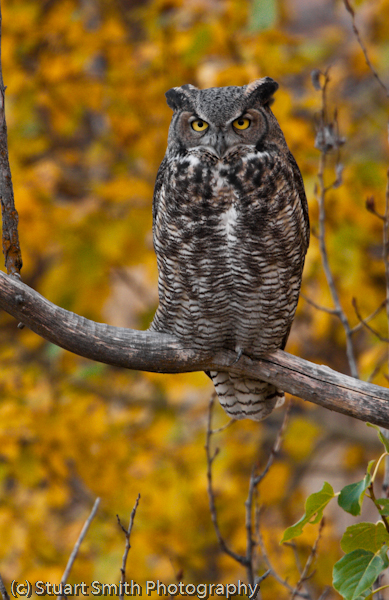 Great Horned Owl 10212010-0345