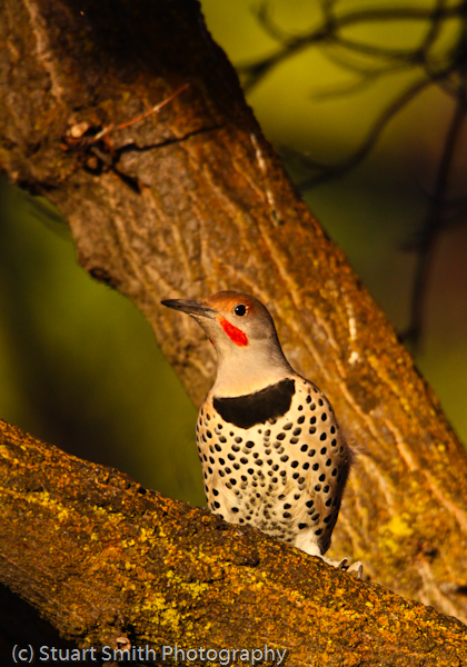 Red-Shafted Northern Flicker-0654