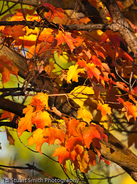 Fall Color Boise -0474