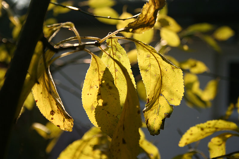 Autumn leaves