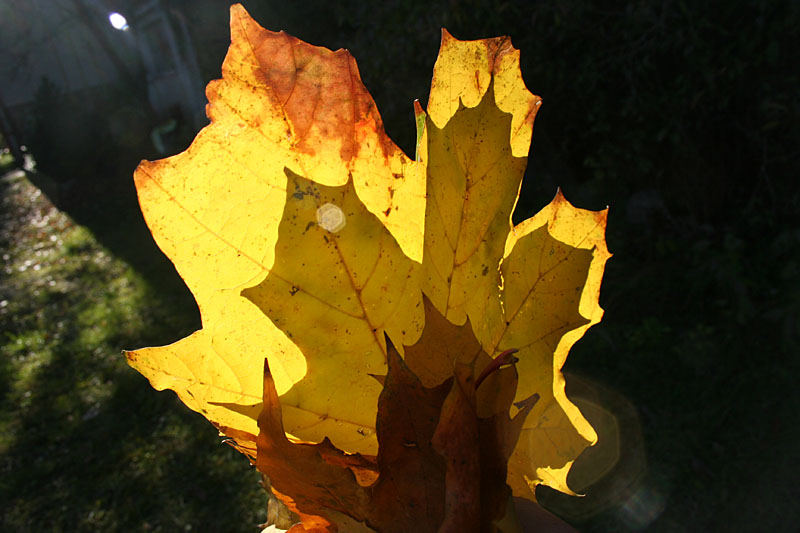 Fall leaves