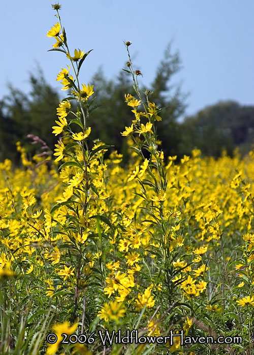 Maximilian sunflowers