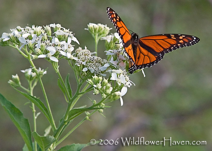 Monarch on frostweed