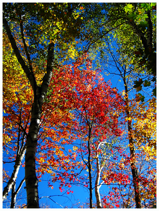 Fall Color on the Wilderness Trail