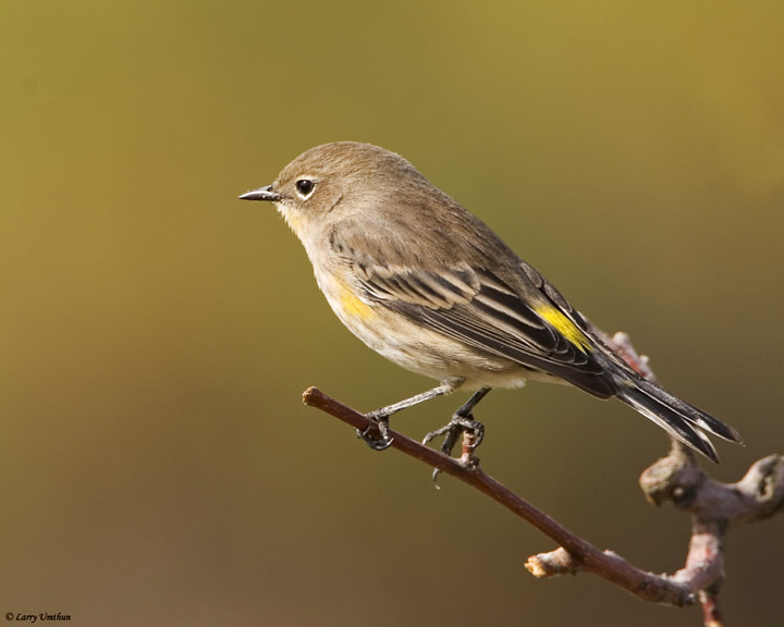 Yellow-rumped Warbler