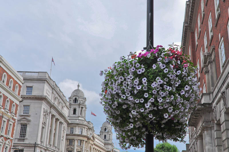 Whitehall Blooms