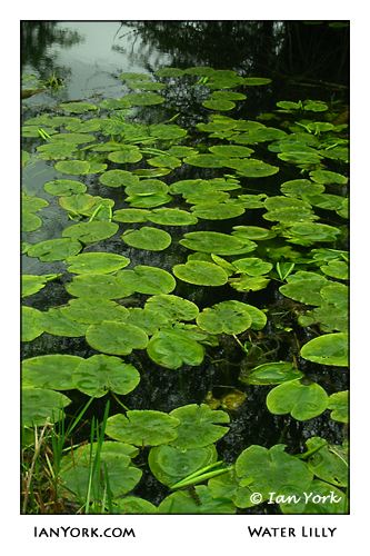 Water Lily