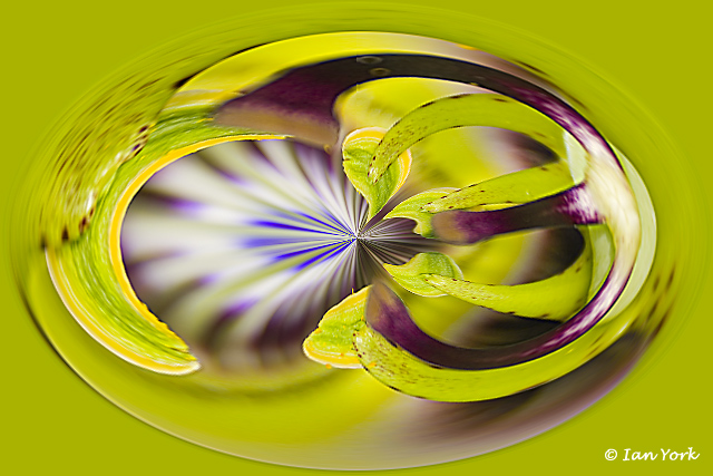 Altered Passion