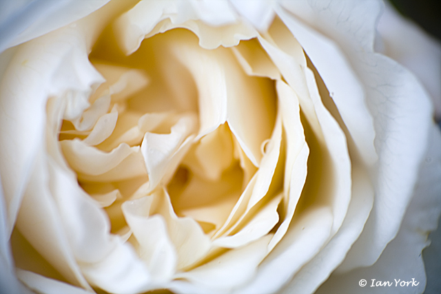 White Rose of York