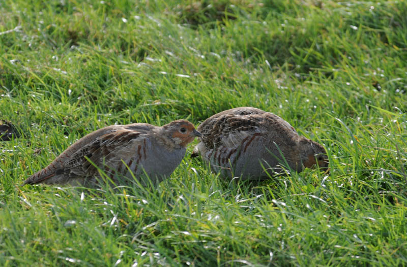 Partridge - Perdix perdix - Patrijs