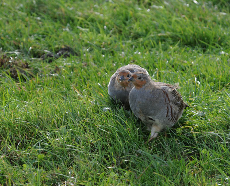 Partridge - perdix perdix - Patrijs