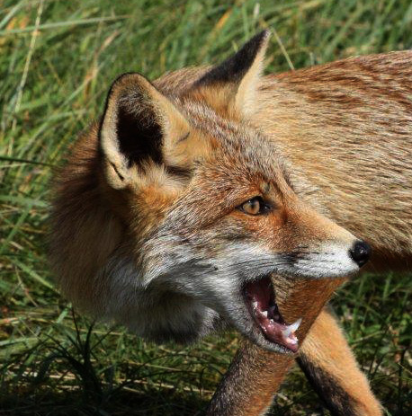 Red Fox - Vos