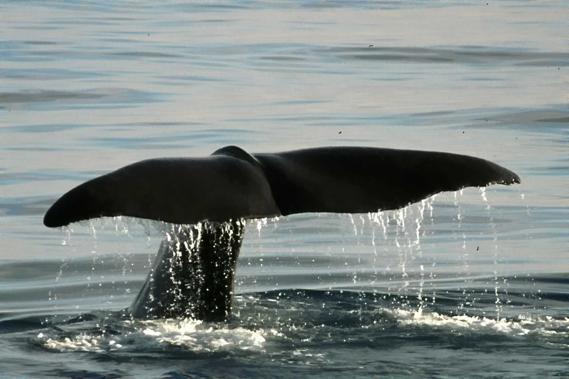 Spermwhale  Lofoten- Norway