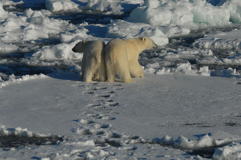 Polar Bear - IJsbeer
